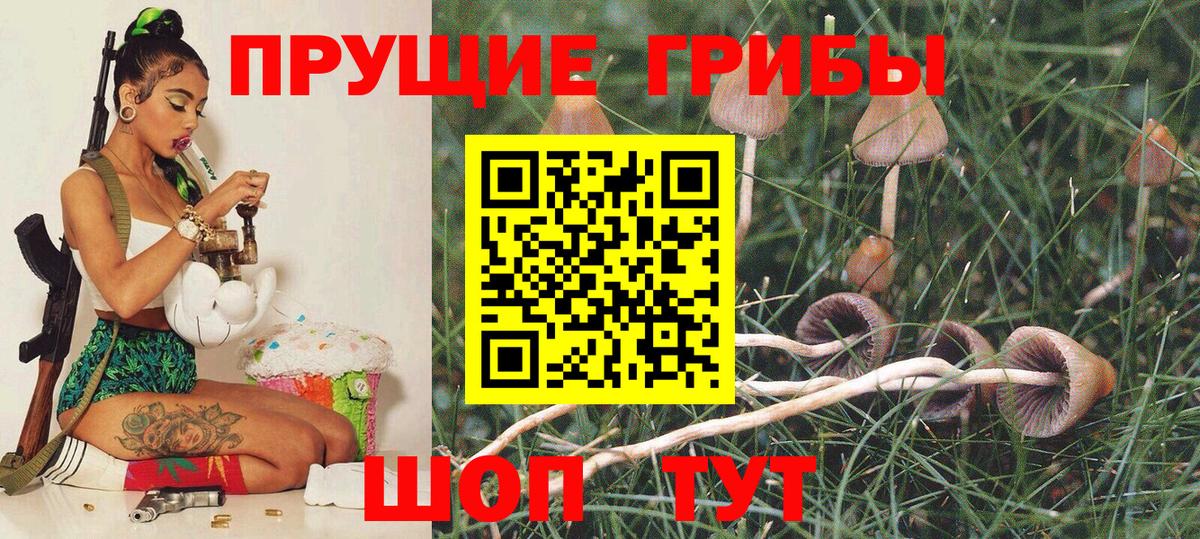 Псилоцибиновые грибы мицелий  Вход с VPN  Черногорск  Галлюциногенные грибы Cubensis 